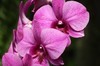 purple orchid