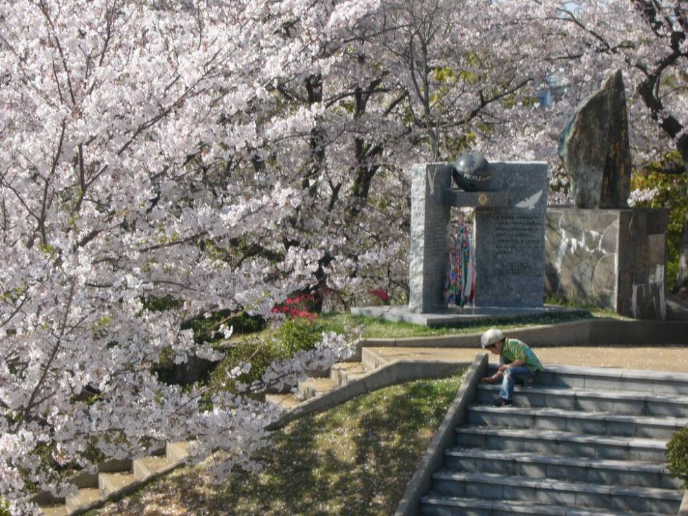 Cherry Blossom season in Nagasaki, Japan
