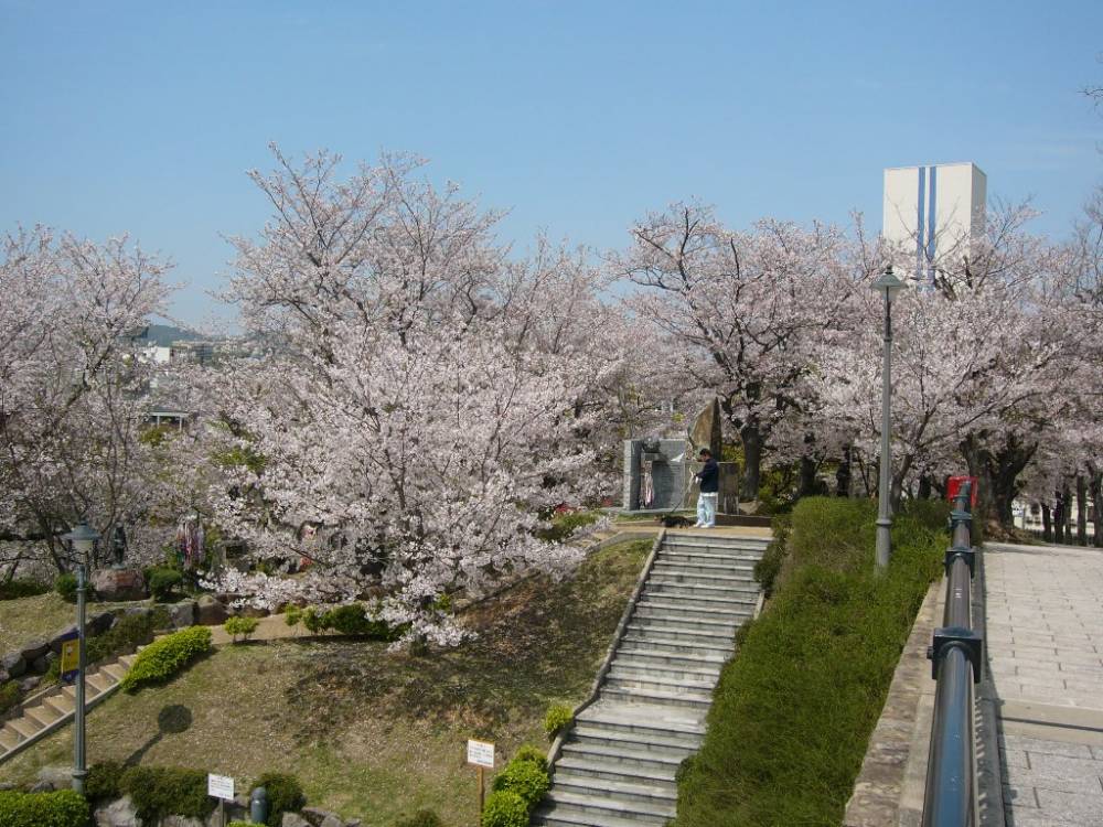cherry_blossom_nagasaki_007.jpg