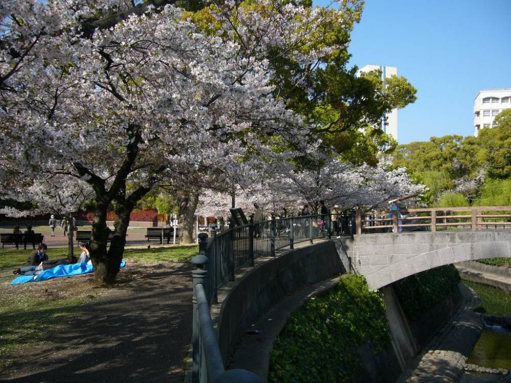 Cherry Blossom - Nagasaki, Japan