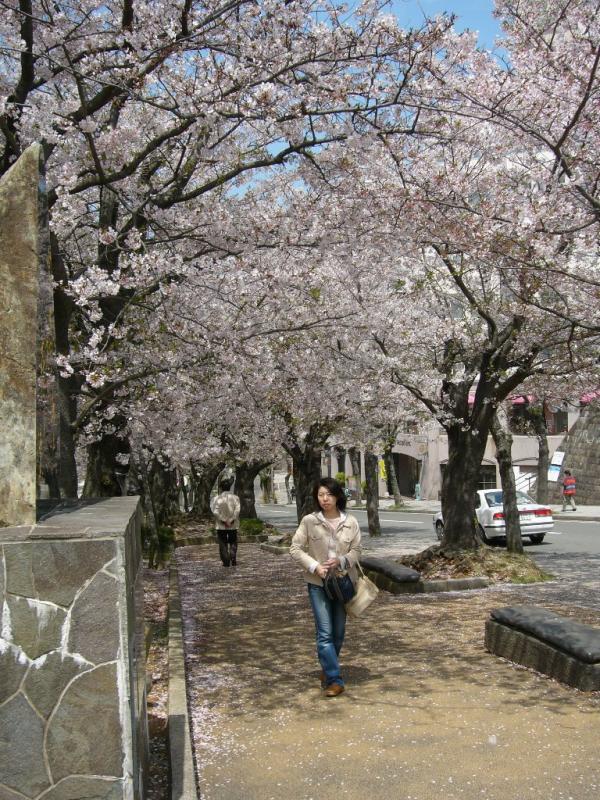 Young Japanese lady enjoying a stroll under pink sakura in full bloom