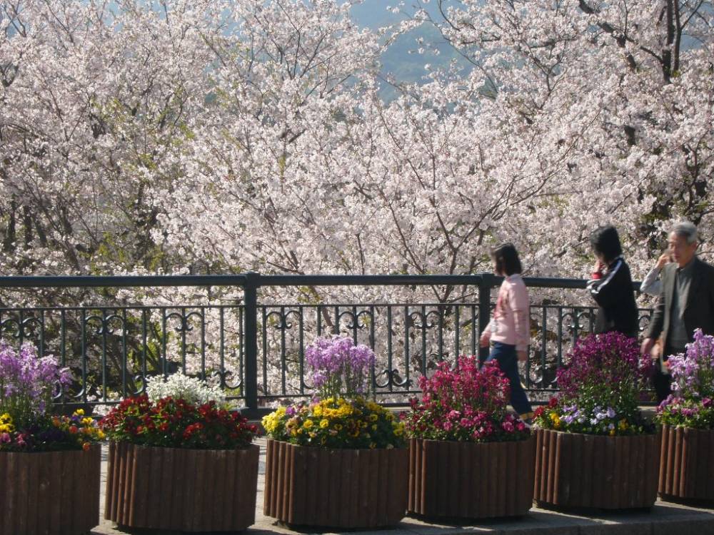 Pink Sakura in full bllom - Nagasaki Japan Cherry Blossom 