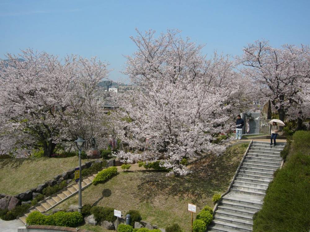 cherry_blossom_nagasaki_008.jpg