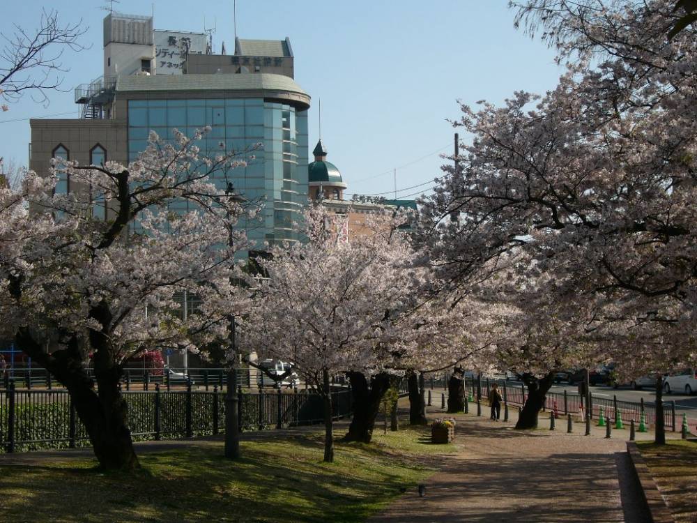 cherry_blossom_nagasaki_021.jpg