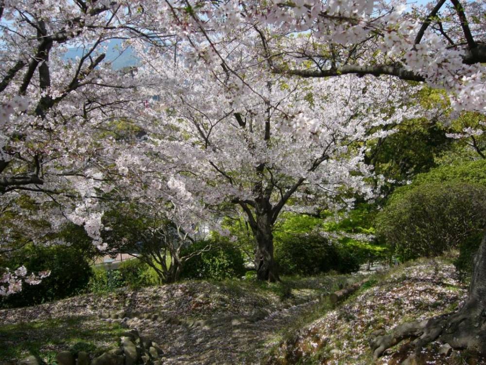 Beautiful pink-blossomed cherry tree in full bloom - Nagasaki, Japan