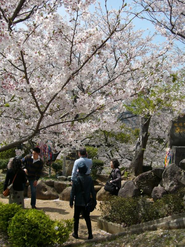 Sakura ga saite! Japanese people enjoying a profusion of pink cherry blossom 