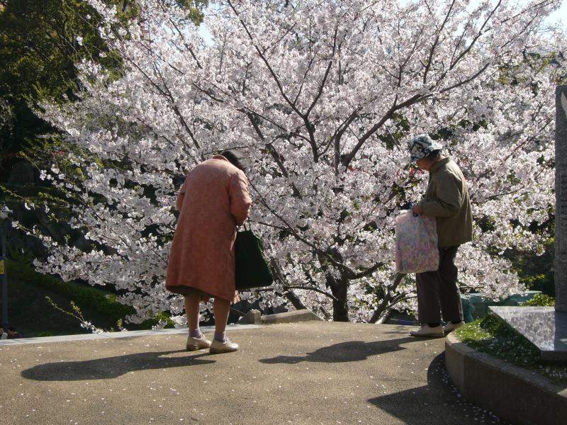 Cherry Blossom