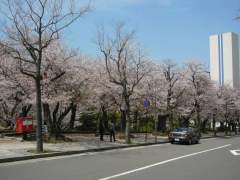 cherry_blossom_nagasaki_006.jpg