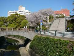 Pink Sukura or cherry blossom in Nagasaki City, Japan