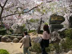 Beautiful young Japanese lady and gorgeous pink sakura on a bright, sunny springtime day