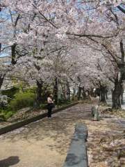 cherry_blossom_nagasaki_010.jpg