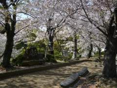 cherry_blossom_nagasaki_020.jpg