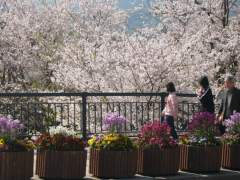 Pink Sakura in full bllom - Nagasaki Japan Cherry Blossom