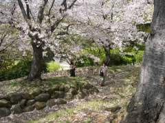 Old cherry trees in full bloom - Nagasaki, Japan