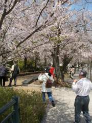 cherry_blossom_nagasaki_009.jpg