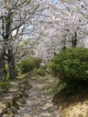 Beautiful pink-blossomed cherry trees in bright spring sunshine - Nagasaki, Japan