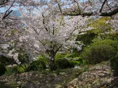 Nagasaki Sakura