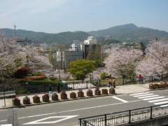 cherry_blossom_nagasaki_005.jpg