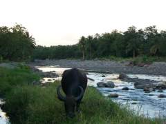 Carabao by the River