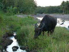 Carabao by the River