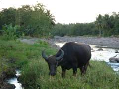 Carabao by the River