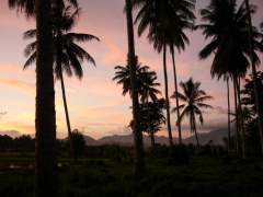 Mindanao Sunset with Palm Trees
