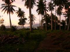 Mindanao Sunset with Palm Trees