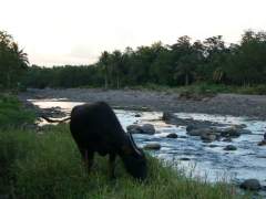 Carabao by the River