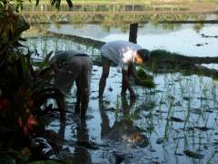 Planting Rice