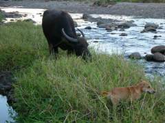Carabao and Dog by the River