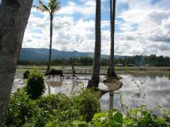 Carabao in a wet Rice Field - getting ready for planting