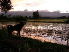 Palayan at Twighlight