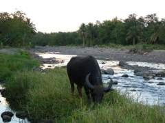 Carabao by the River