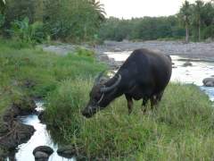 Carabao by the River