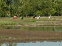 Planting Rice