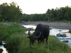 Carabao by the River
