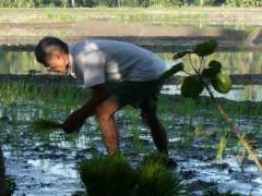 Lolo Planting Rice