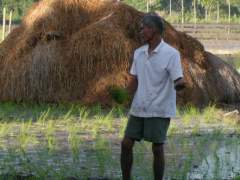 Lolo Planting Rice