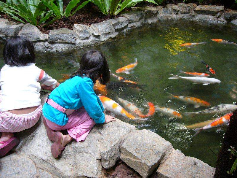 Two Young Chinese Girls Admiring Beautiful Koi