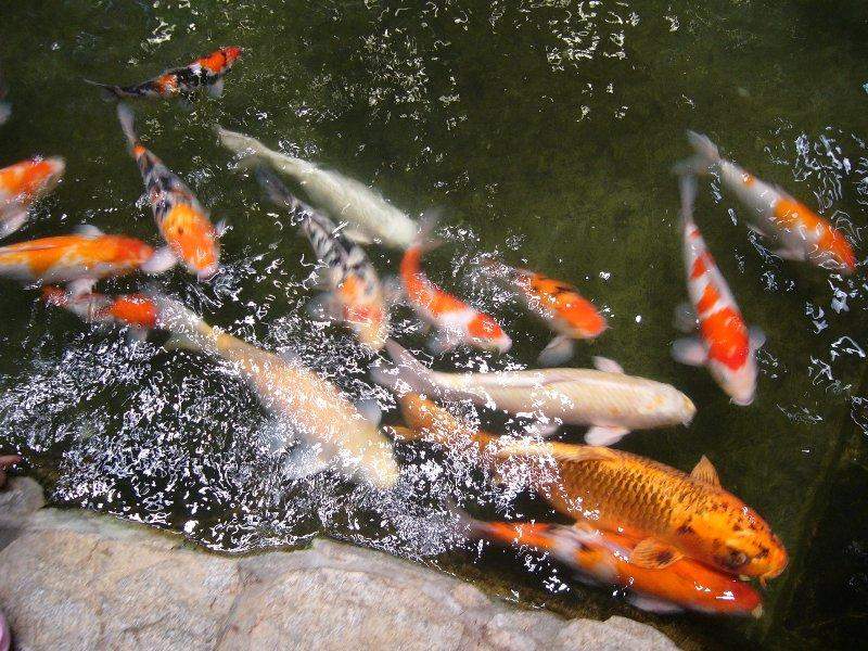 Changi Airport Koi Pond and Japanese Garden