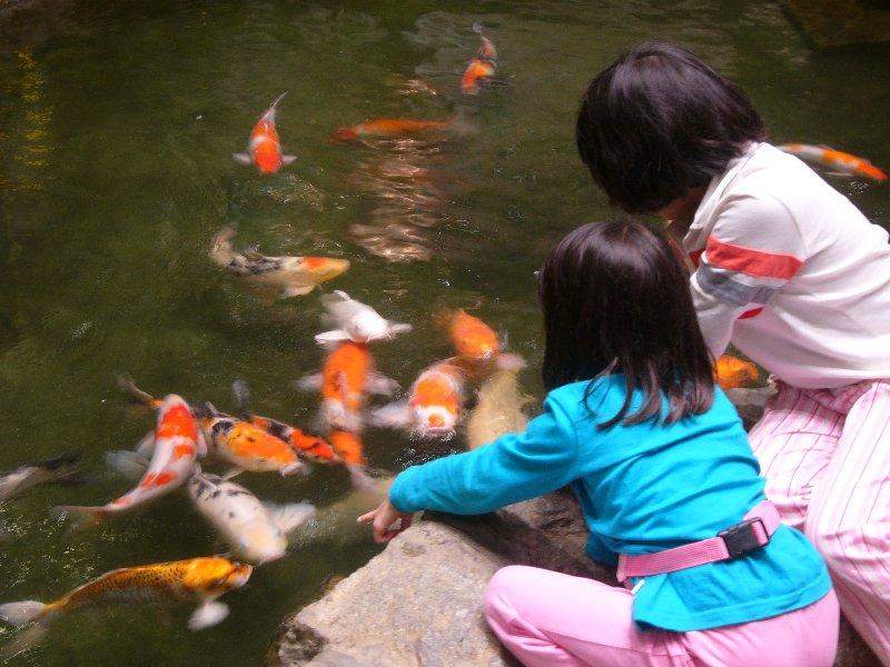 Changi Airport Koi Pond and Japanese Garden