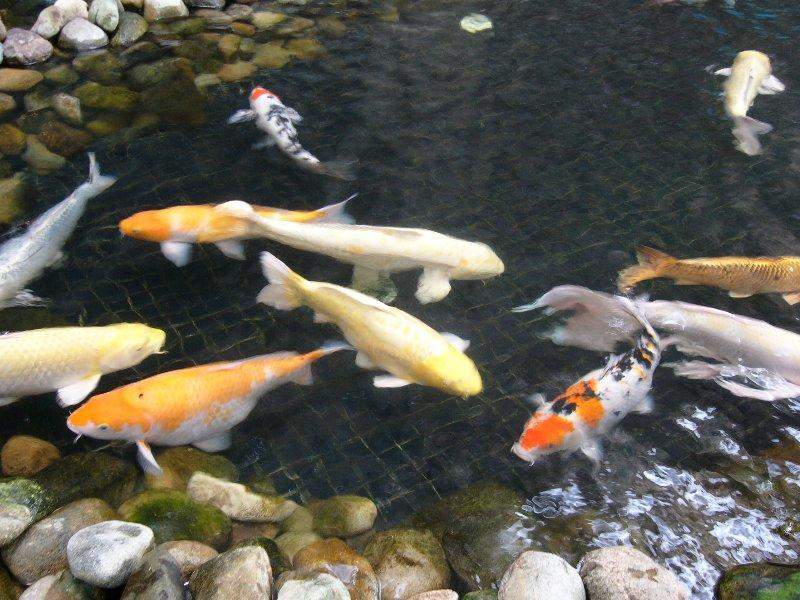 Nishiki-goi - Japanese Koi Carp