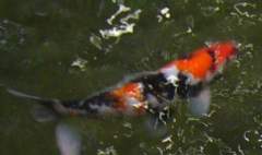 Beautiful Showa Sanshoku Nishiki-goi