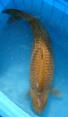 Gin-rin Chagoi Ohgon cross Kawarimono Nishiki-goi