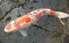 Taisho Sanshoku Nishiki-goi