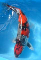 Gin-rin Goshiki-Showa Sanshoku Kawarimono Nishiki-goi