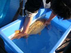 Gin-rin Chagoi-Ohgon Kawarimono Nishiki-goi