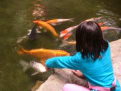 Changi Airport Koi Pond and Japanese Garden