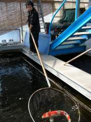 Matsumoto-san of Rishouen, Ishida, Kokura, Japan