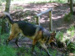 Benjamin - German Shepherd (Alsatian) Dog
